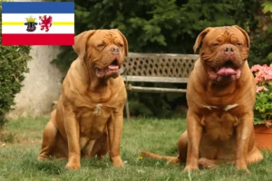 Přečtete si více ze článku Chovatelé a štěňata Dogue de Bordeaux v Meklenbursku-Předním Pomořansku