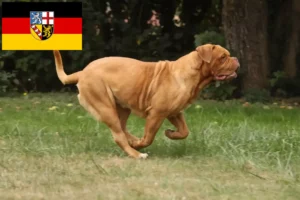 Přečtete si více ze článku Chovatelé a štěňata Dogue de Bordeaux v Sársku