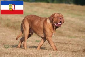 Přečtete si více ze článku Chovatelé a štěňata Dogue de Bordeaux ve Šlesvicku-Holštýnsku