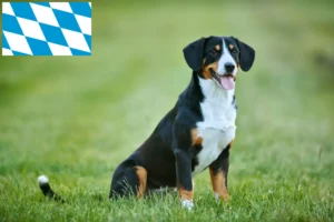 Přečtete si více ze článku Entlebuch Mountain Dog Breeder a štěňata v Bavorsku