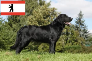 Přečtete si více ze článku Chovatelé Flat Coated Retrieverů a štěňat v Berlíně