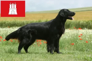 Přečtete si více ze článku Chovatelé a štěňata Flat Coated Retrieverů v Hamburku