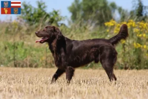 Přečtete si více ze článku Chovatelé a štěňata Flat Coated Retrieverů na jižní Moravě