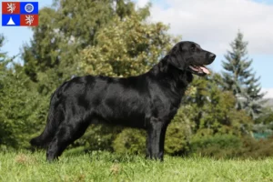 Přečtete si více ze článku Chovatelé a štěňata Flat Coated Retrieverů v Liberci