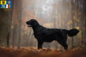 Přečtete si více ze článku Chovatelé a štěňata Flat Coated Retrieverů v Moravskoslezském kraji