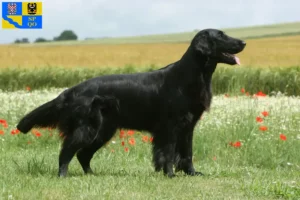 Přečtete si více ze článku Chovatelé a štěňata Flat Coated Retrieverů v Olomouci