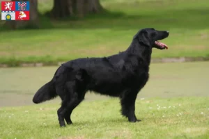 Přečtete si více ze článku Chovatelé a štěňata Flat Coated Retrieverů v Pardubicích