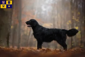 Přečtete si více ze článku Chovatelé a štěňata flat coated retrieverů ve Zlíně