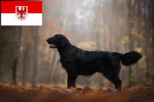 Přečtete si více ze článku Chovatelé Flat Coated Retrieverů a štěňata v Brandenburgu