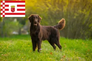 Přečtete si více ze článku Chovatelé Flat Coated Retrieverů a štěňata v Brémách