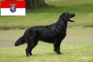 Přečtete si více ze článku Chovatelé a štěňata Flat Coated Retrieverů v Hesensku