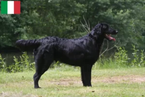 Přečtete si více ze článku Chovatelé Flat Coated Retrieverů a štěňata v Itálii