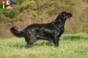 Přečtete si více ze článku Chovatelé Flat Coated Retrieverů a štěňat v Jihočeském kraji