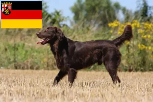 Přečtete si více ze článku Chovatelé a štěňata Flat Coated Retrieverů v Porýní-Falci