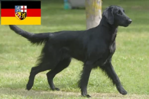 Přečtete si více ze článku Chovatelé a štěňata Flat Coated Retrieverů v Sársku