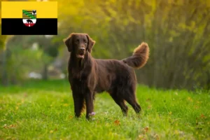 Přečtete si více ze článku Chovatelé a štěňata Flat Coated Retrieverů v Sasku-Anhaltsku