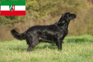 Přečtete si více ze článku Chovatelé Flat Coated Retrieverů a štěňat v Severním Porýní-Vestfálsku