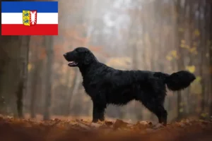 Přečtete si více ze článku Chovatelé a štěňata Flat Coated Retrieverů ve Šlesvicku-Holštýnsku