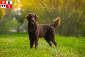 Přečtete si více ze článku Chovatelé Flat Coated Retrieverů a štěňat ve Středočeském kraji