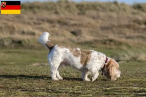 Přečtete si více ze článku Chovatelé a štěňata Grand Basset Griffon Vendéen v Porýní-Falci