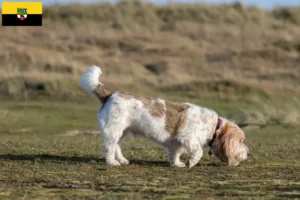 Přečtete si více ze článku Chovatelé a štěňata Grand Basset Griffon Vendéen v Sasku-Anhaltsku