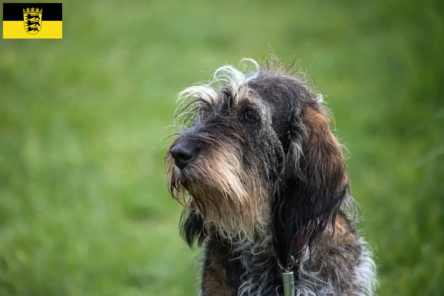 Přečtete si více ze článku Chovatelé a štěňata Griffon Bleu de Gascogne v Bádensku-Württembersku