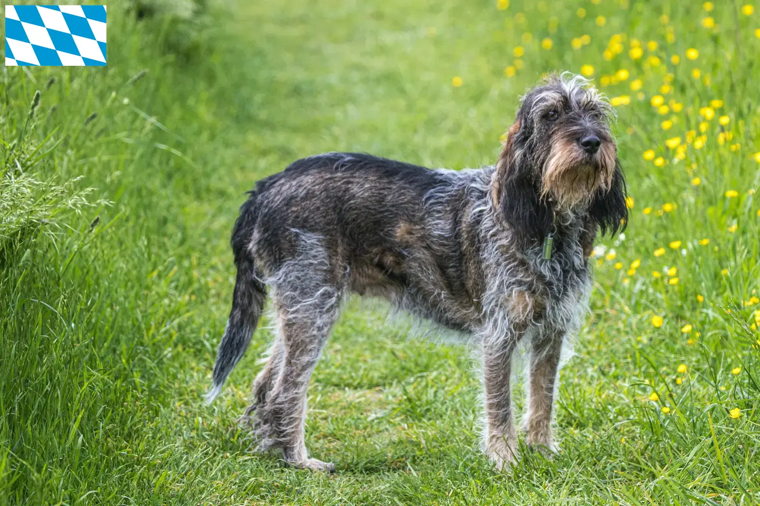 Přečtete si více ze článku Chovatelé a štěňata Griffon Bleu de Gascogne v Bavorsku