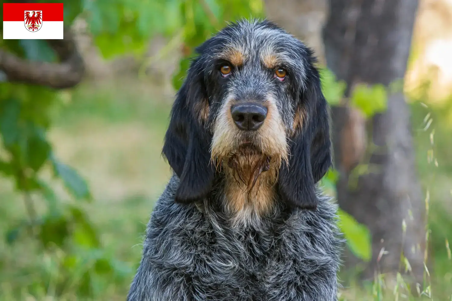 Přečtete si více ze článku Chovatelé a štěňata Griffon Bleu de Gascogne v Brandenburgu