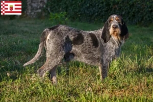 Přečtete si více ze článku Chovatelé a štěňata Griffon Bleu de Gascogne v Brémách