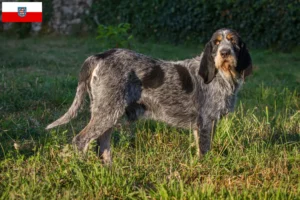 Přečtete si více ze článku Chovatelé a štěňata Griffon Bleu de Gascogne v Durynsku