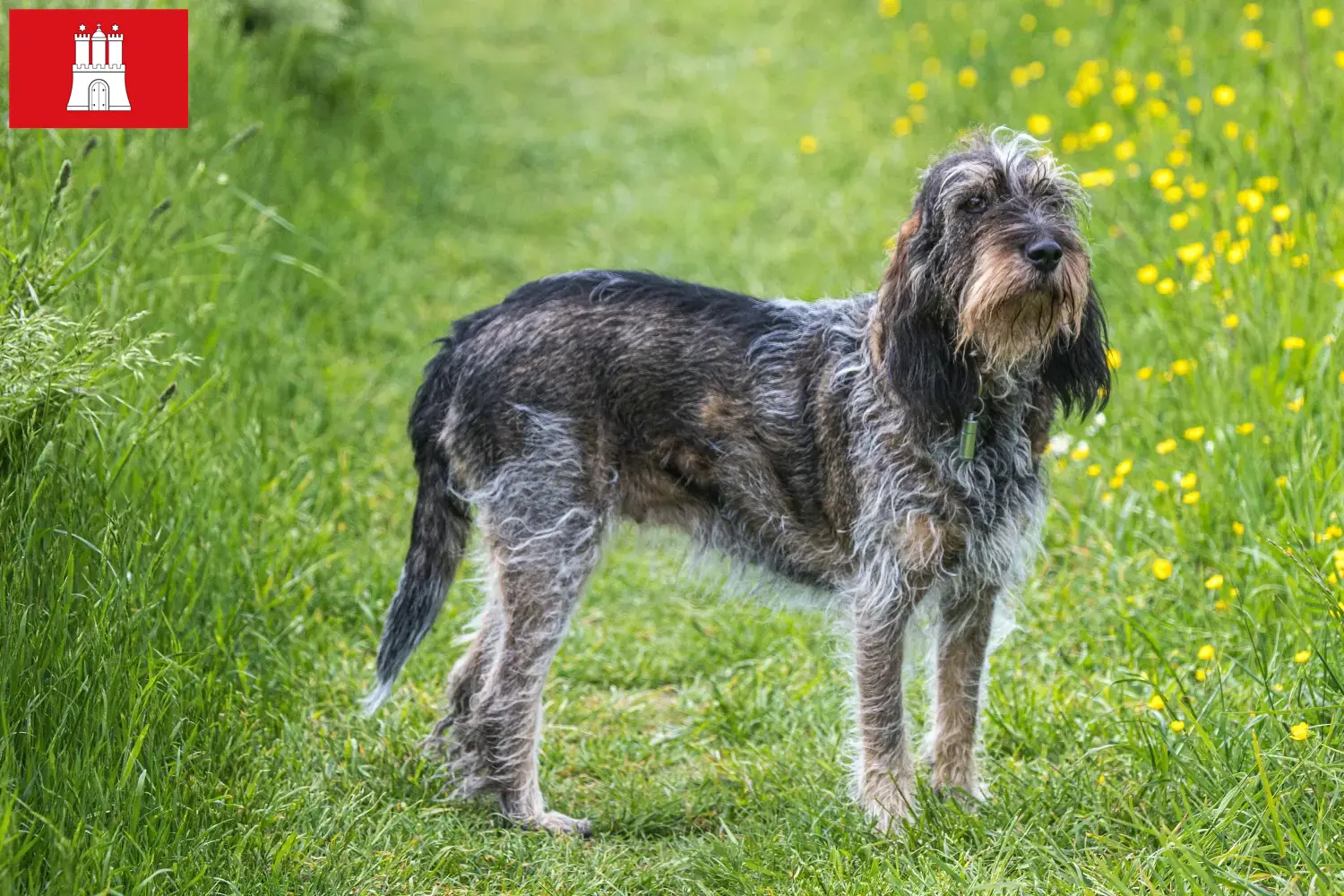 Přečtete si více ze článku Chovatelé a štěňata Griffon Bleu de Gascogne v Hamburku