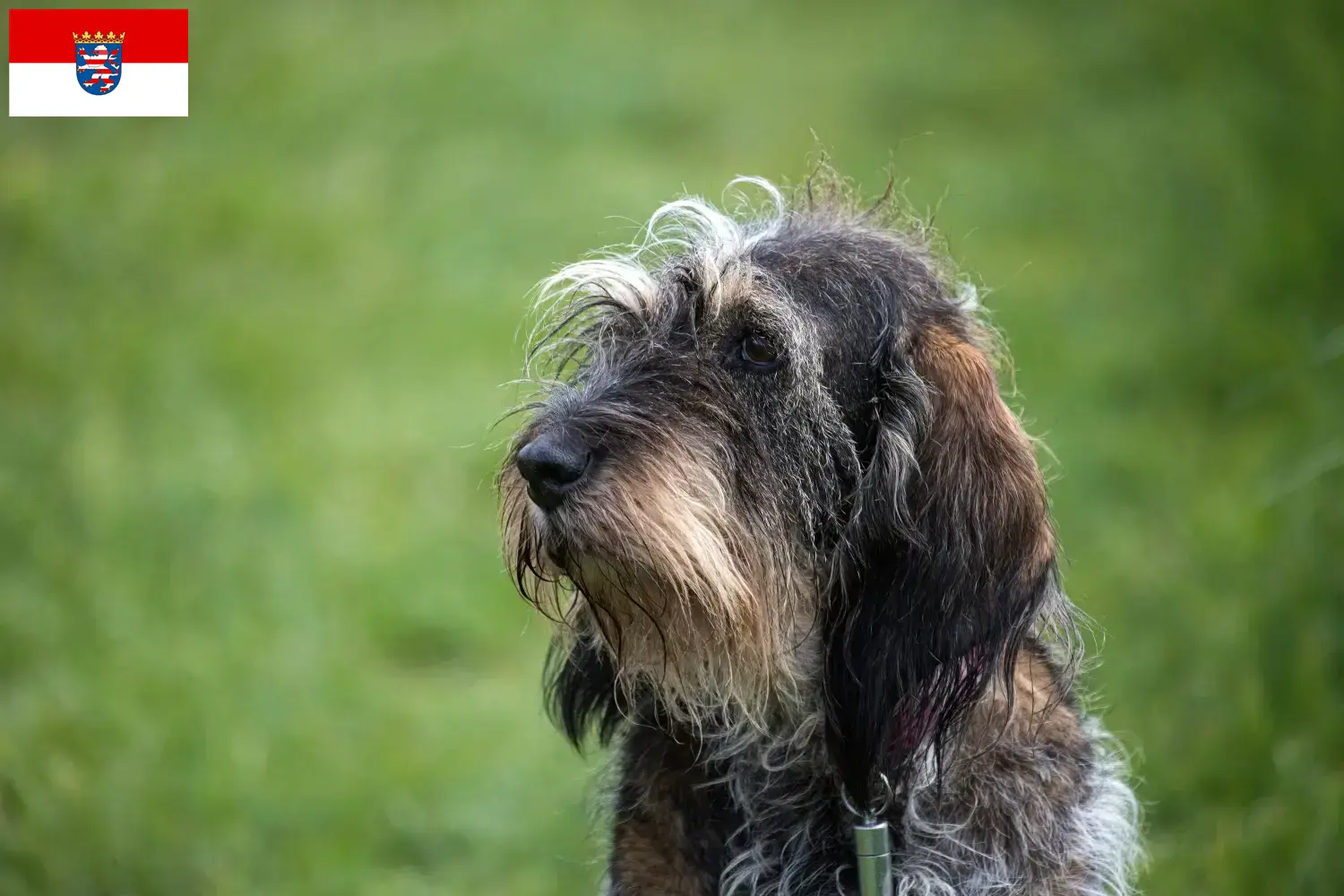 Přečtete si více ze článku Chovatelé a štěňata Griffon Bleu de Gascogne v Hesensku