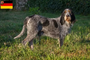 Přečtete si více ze článku Chovatelé a štěňata Griffon Bleu de Gascogne v Porýní-Falcku