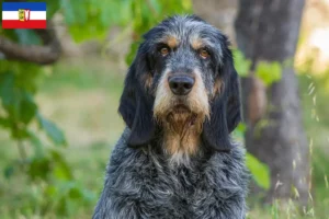 Přečtete si více ze článku Chovatelé a štěňata Griffon Bleu de Gascogne ve Šlesvicku-Holštýnsku