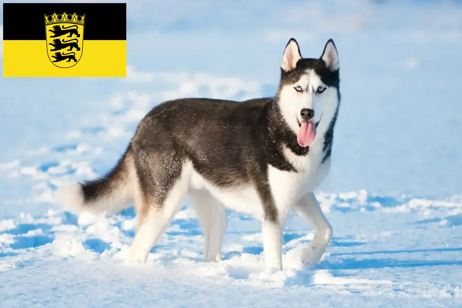 Přečtete si více ze článku Chovatelé huskyho a štěňata v Bádensku-Württembersku