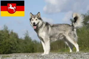 Přečtete si více ze článku Chovatelé huskyho a štěňata v Dolním Sasku