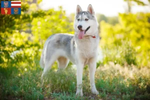 Přečtete si více ze článku Chovatelé huskyho a štěňata na jižní Moravě