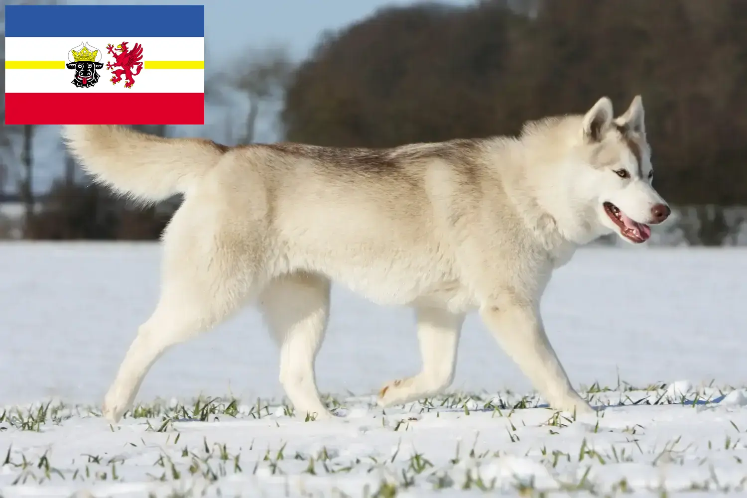 Přečtete si více ze článku Chovatelé huskyho a štěňata v Meklenbursku-Předním Pomořansku