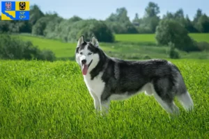 Přečtete si více ze článku Chovatelé huskyho a štěňata v Olomouci