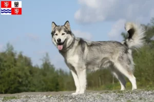 Přečtete si více ze článku Chovatelé huskyho a štěňat ve Středočeském kraji