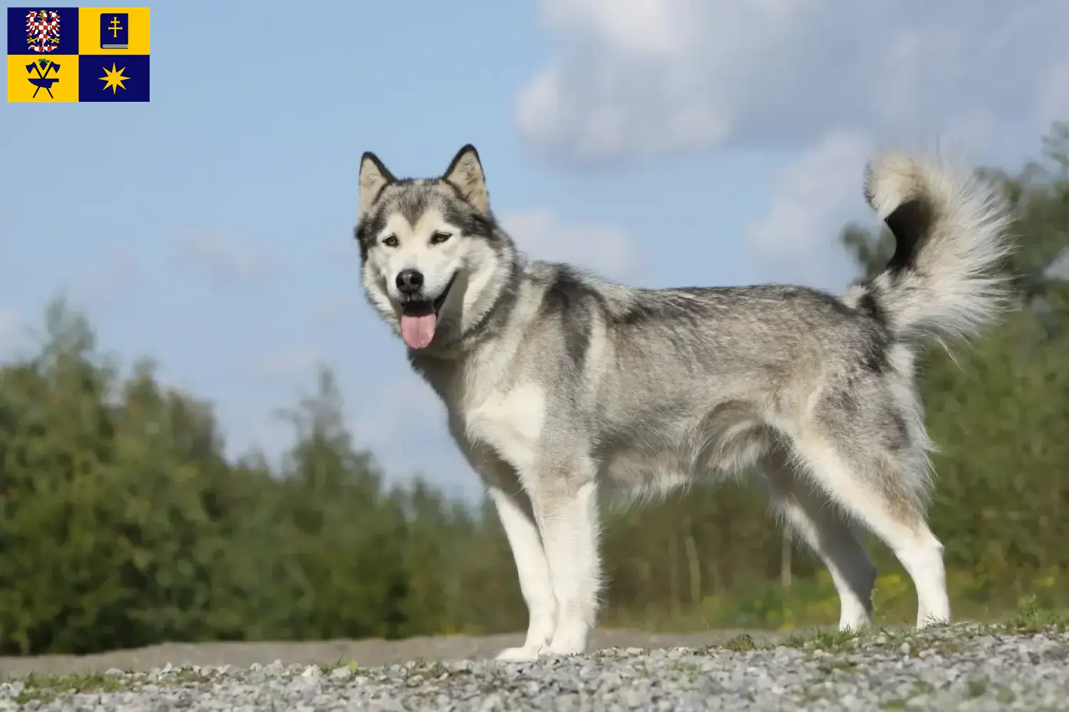 Přečtete si více ze článku Chovatelé huskyho a štěňata ve Zlíně