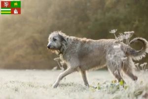 Přečtete si více ze článku Chovatelé irských vlkodavů a štěňat v Plzni