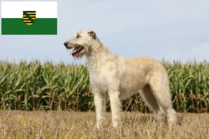 Přečtete si více ze článku Chovatelé irských vlkodavů a štěňata v Sasku