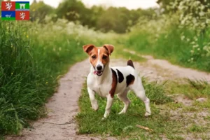 Přečtete si více ze článku Chovatelé Jack Russellů a štěňat v Ústí