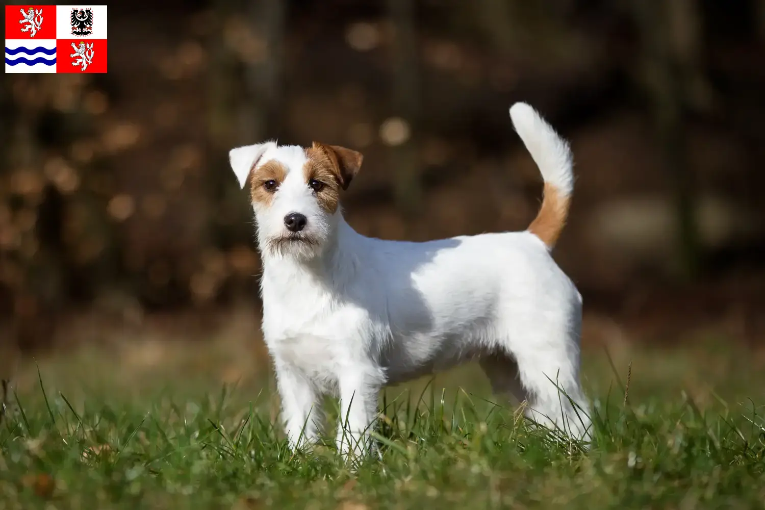 Přečtete si více ze článku Chovatelé Jack Russellů a štěňat ve Středočeském kraji