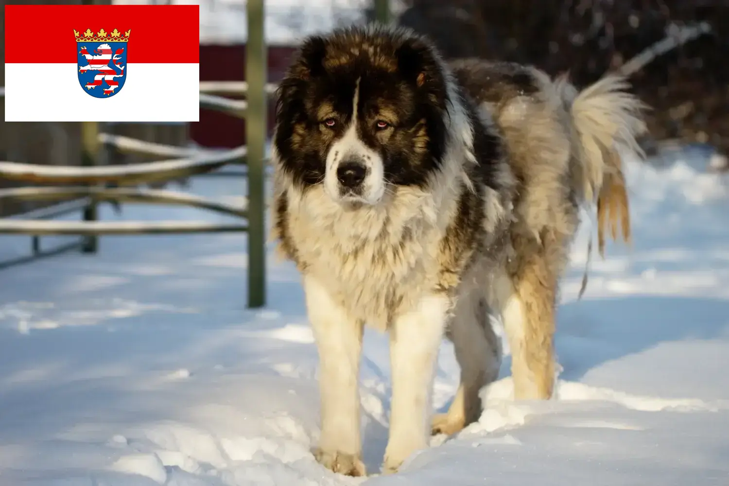 Přečtete si více ze článku Chovatelé kavkazských ovčáků a štěňat v Hesensku