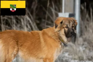 Přečtete si více ze článku Chovatelé kavkazských ovčáků a štěňat v Sasku-Anhaltsku