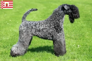 Přečtete si více ze článku Kerry Blue Terrier chovatelé a štěňata v Brémách