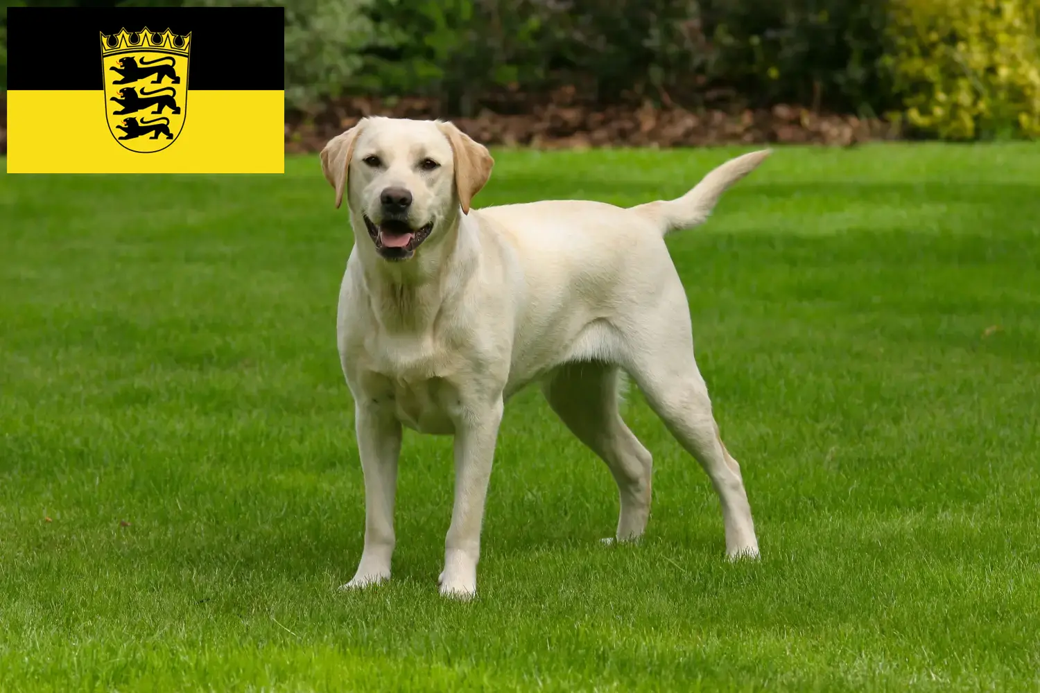 Přečtete si více ze článku Chovatelé labradorů a štěňat v Bádensku-Württembersku