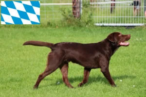 Přečtete si více ze článku Chovatelé labradorů a štěňat v Bavorsku